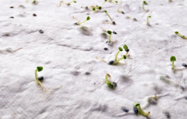 Logo trade promotional items picture of: A4 wildflower seed paper sheet