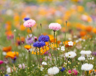 Logotrade promotional product picture of: A5 wildflower seed paper sheet