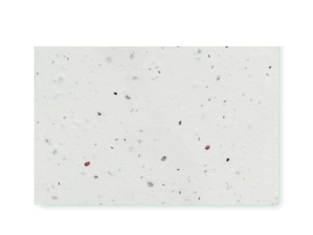 Logotrade promotional product picture of: Wildflower seed business card.