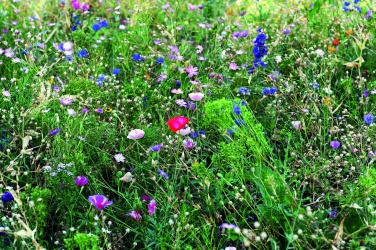 Logotrade reklaamkingid pilt: Lilled segavad ümbrikus seemneid