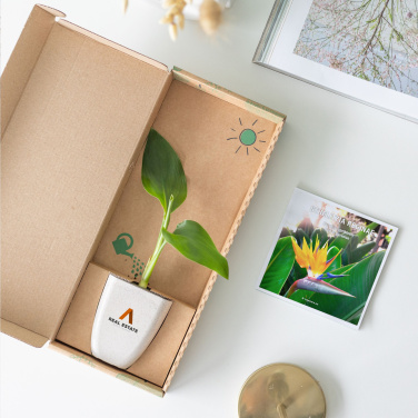 Logo trade ärikingid foto: Treemore Letterbox Trees Paradiisilinnu taim