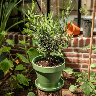 Logo trade firmakingituse pilt: Treemore Letterbox Trees Olive