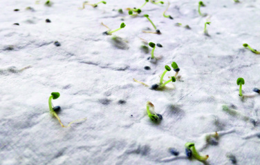 Лого трейд pекламные cувениры фото: Wildflower seed business card.